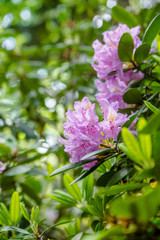Violet rhododendron blooms against the background of green grass 