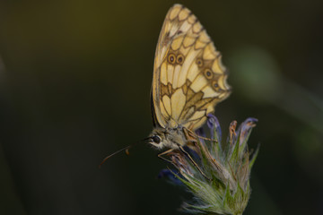 Schachbrettfalter auf einer Lavendelblüte