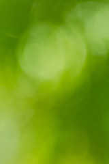 Abstract green blurry nature background