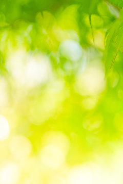 Abstract green blurry nature background