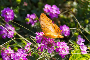 Butterfly on Lantana flowers