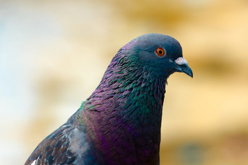 Park Pigeon