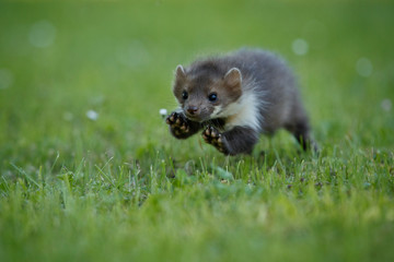 Beautiful cute beech marten, forest animal, Martes foina, Stone marten, detail portrait. Small predator with the tree trunk near forest. Czech republic, europe.