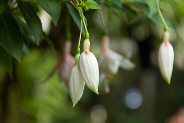 Fototapeta na wymiar Agave Japan buds flower