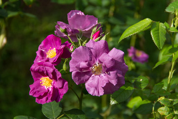 Fototapeta na wymiar Purple roses in the garden