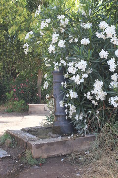 nasone de roma