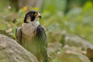 Falcon catch on the rock. Peregrine Falcon feeding kill on the rock with nice flower summer background. Wildlife scene from nature. Birds of prey in the nature habitat.