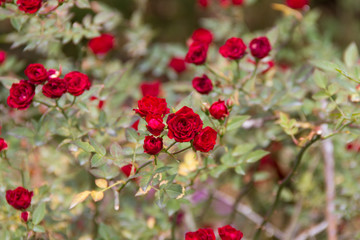 dark red rose rose in the garden