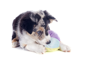 playing puppy border collie