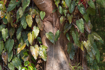 Parasitical on the Bodhi tree
