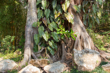 Parasitical on the Bodhi tree