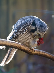 Owl eat meat predatory forest bird russia siberia Russian Federation
