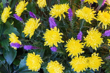 Yellow chrysanthemum