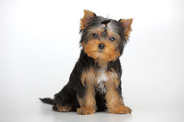 Portrait of yorkshire terrier puppy