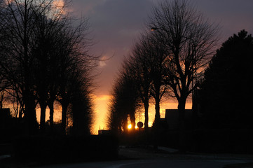 Tree flanked alley in the sunset.