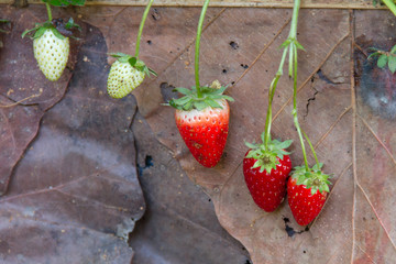Strawberries in the field