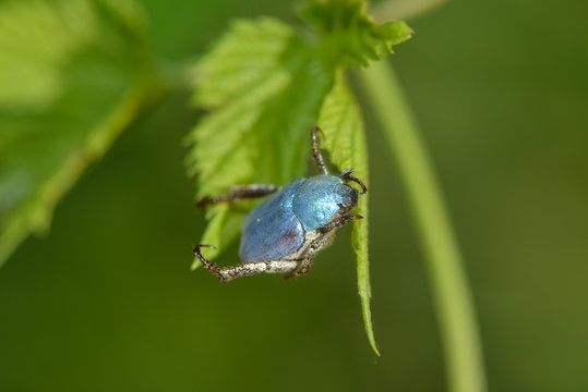 Blauer Käfer Hoplia Coerulea