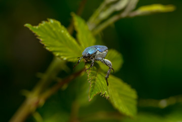 Blauer Käfer Hoplia Coerulea