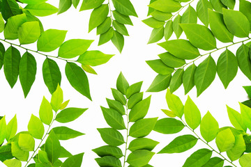 The Green leaf pattern on white background