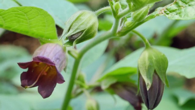 deadly nightshade (Atropa belladonna)