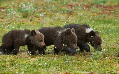 Fototapeta na wymiar THree Brown bear cubs