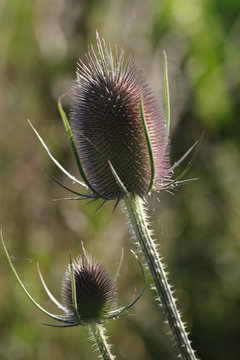 Wilde Karde