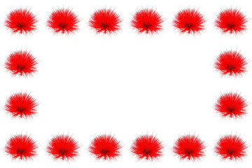Collection of  red powder puff or Calliandra haematocephala Hassk decorated as a frame on white background