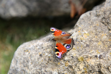 Tagpfauenauge