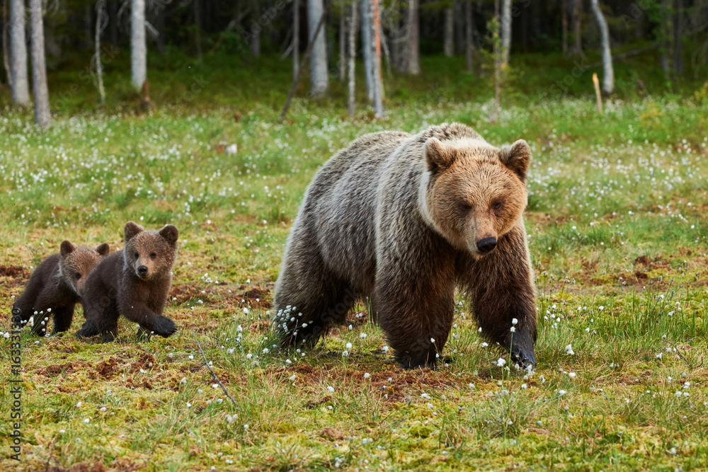 Wall mural mother brown bear and her cubs
