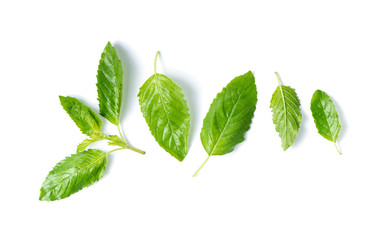 fresh Holy basil leaf isolated on white background