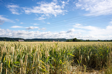 Wheat field in Germany under bright blue sky