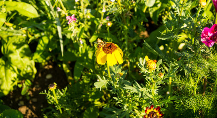 A bee pollinates a sunflower in a flower field