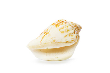Seashell isolated on white background