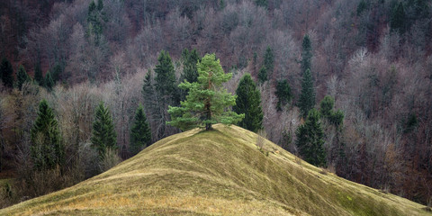 Pine tree on the hill