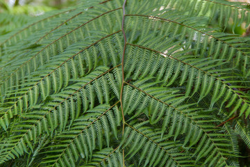 A fern in rain forest