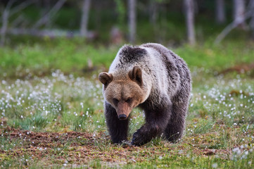 Fototapeta premium Wild brown bear