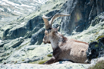 goat resting on the top of the mountain.