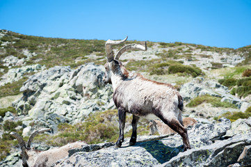 goat resting on the top of the mountain.