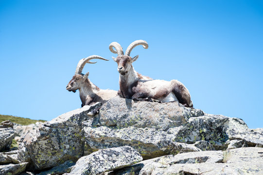 goat resting on the top of the mountain.