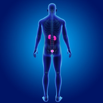 Urinary system with skeleton posterior view