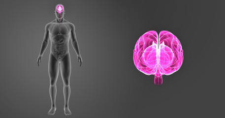 Brain zoom with organs anterior view