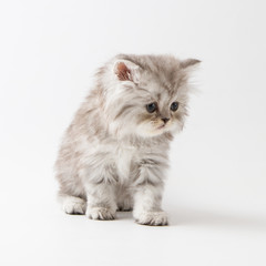 Portrait of Scottish Straight long hair kitten sitting against a white background