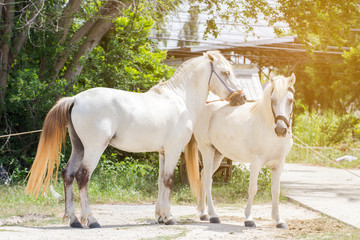 Obraz premium White Horses in the green field at garden,nature