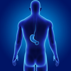 Stomach with body posterior view