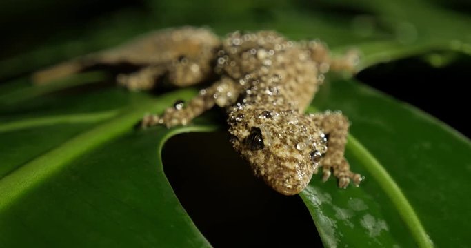 Broad-tailed Gecko or Southern Leaf-tailed Gecko (Phyllurus platurus) is a common gecko found in the Sydney Australia