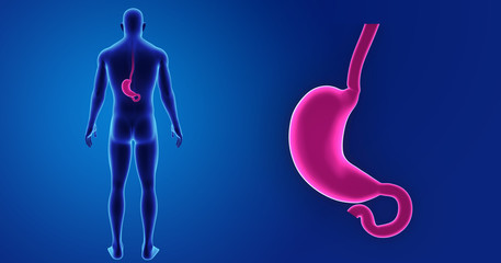 Stomach zoom with body posterior view