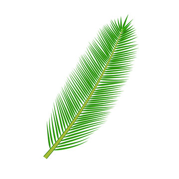 tropical palm leave