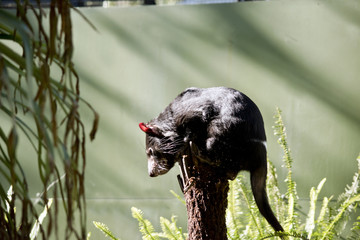 Tasmanian Devil