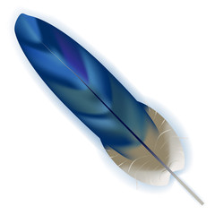 Bright blue bird feather