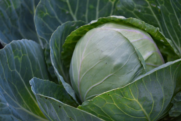 Fototapeta premium cabbage